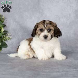Benny, Teddy Bear Puppy